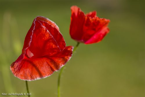 B-Bild-103