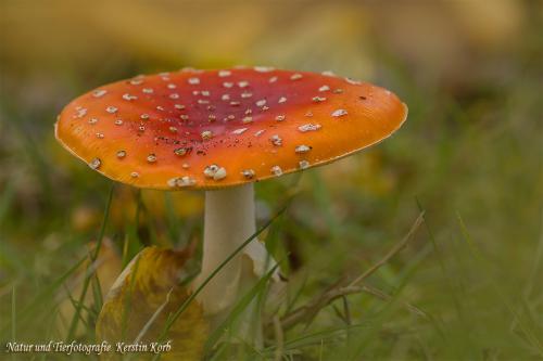 B-Bild-72