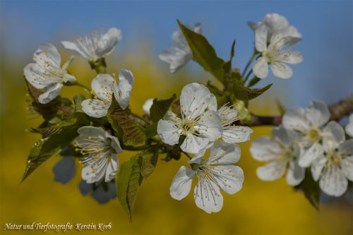 B-Bild-87