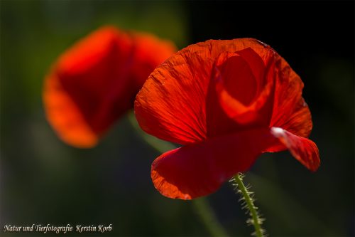 B-Bild-92