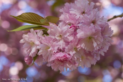 B-Bild-98