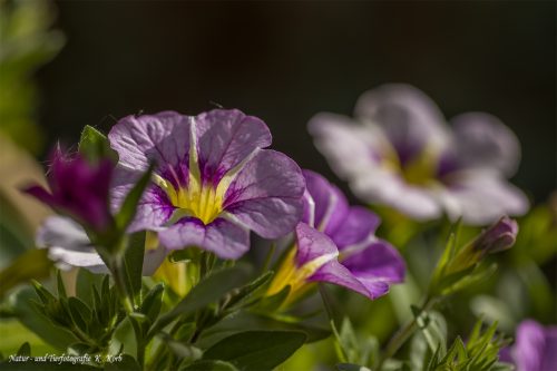 B-Bild-99